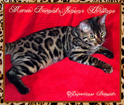 Marie Bengals Jaguar Heritage od Paparazzi Bengals