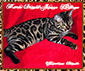 Marie Bengals Jaguar Heritage ~ Phtograph by Marie Bengals