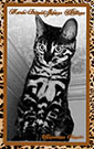 Marie Bengals Jaguar Heritage ~ Phtograph by Marie Bengals