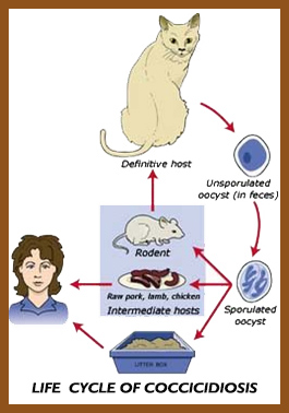 giardia and coccidia treatment szilícium férgek