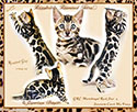 DAZZlEDOTS DIAMOND TIARA ~ Photo by MaraImage of Dazzledots Bengals