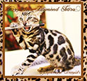 DAZZlEDOTS DIAMOND TIARA ~ Photo by MaraImage of Dazzledots Bengals