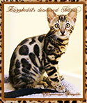 DAZZlEDOTS DIAMOND TIARA ~ Photo by MaraImage of Dazzledots Bengals