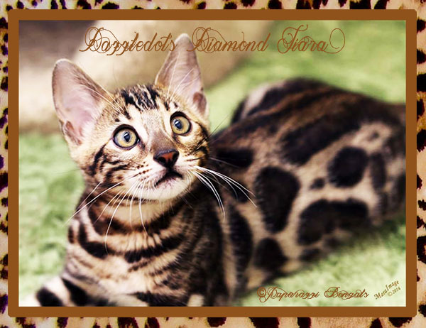 Dazzledots Diamond Tiara ~ Photo provided by Mara Image of Dazzledots Bengals