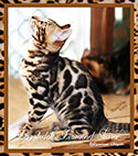 DAZZlEDOTS DIAMOND TIARA ~ Photo by MaraImage of Dazzledots Bengals